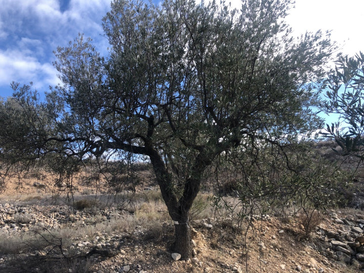 Adopt Your Tree in Olivar Cúrate