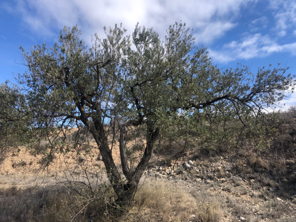 Adopt Your Tree in Olivar Cúrate