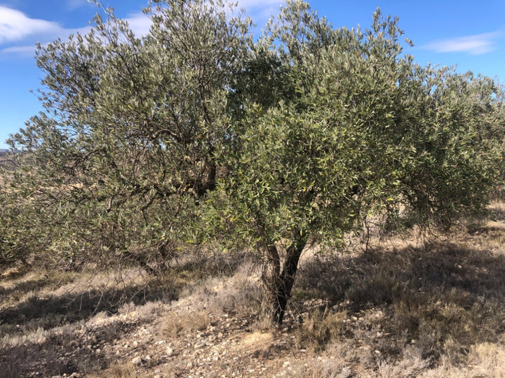 Adopt Your Tree in Olivar Cúrate