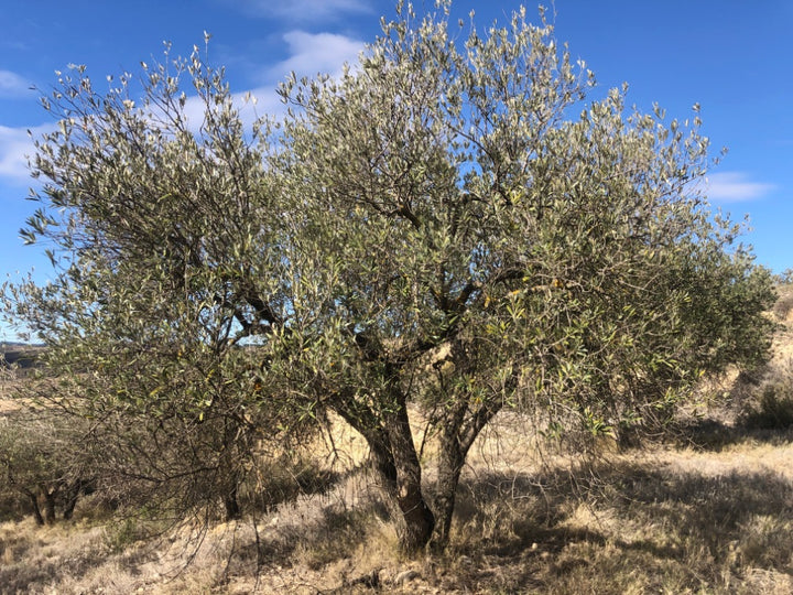 Adopt Your Tree in Olivar Cúrate