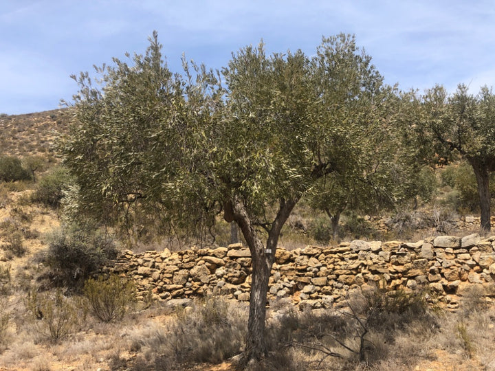 Adopt Your Tree in Olivar Cúrate
