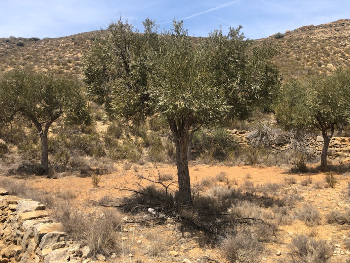 Adopt Your Tree in Olivar Cúrate