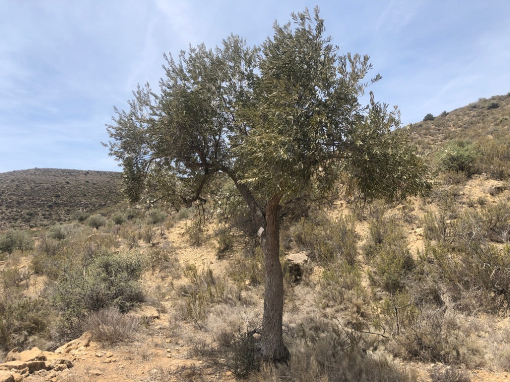 Adopt Your Tree in Olivar Cúrate