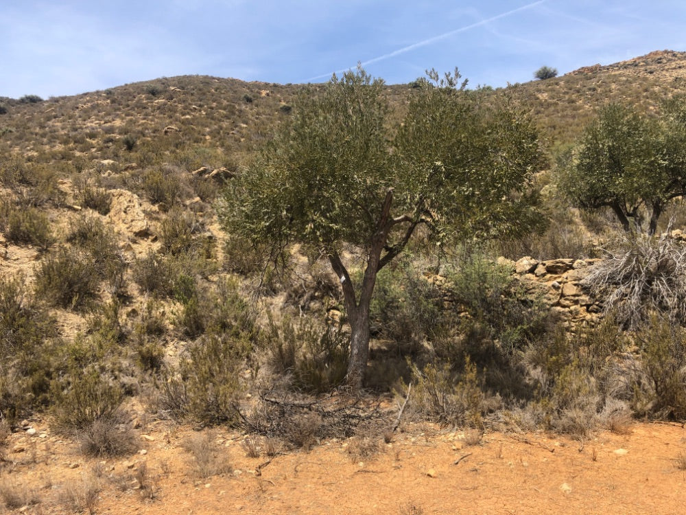 Adopt Your Tree in Olivar Cúrate