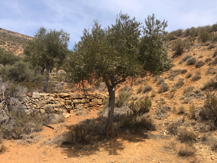 Adopt Your Tree in Olivar Cúrate