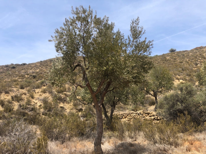 Adopt Your Tree in Olivar Cúrate