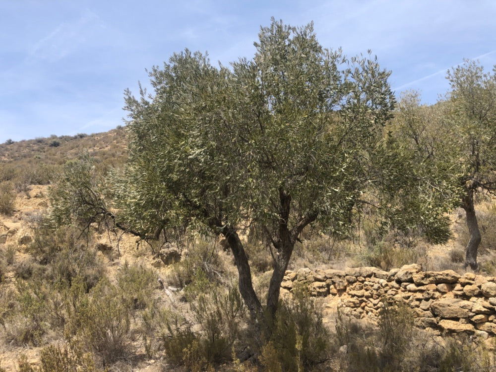 Adopt Your Tree in Olivar Cúrate