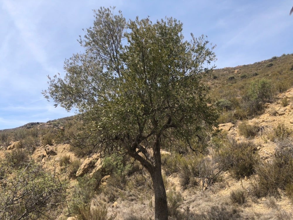 Adopt Your Tree in Olivar Cúrate
