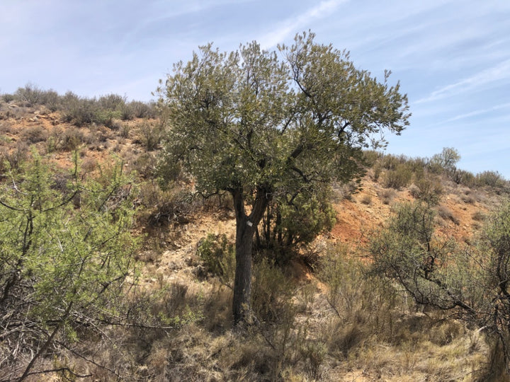 Adopt Your Tree in Olivar Cúrate