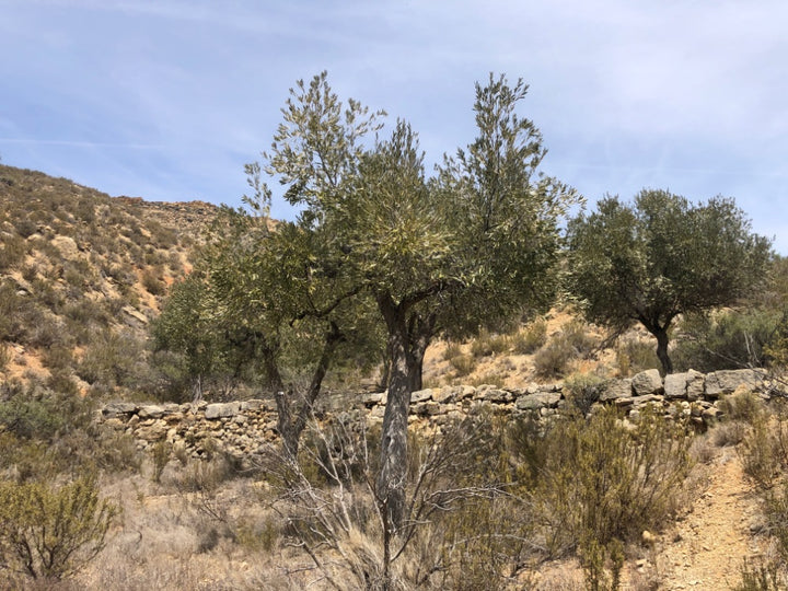 Adopt Your Tree in Olivar Cúrate