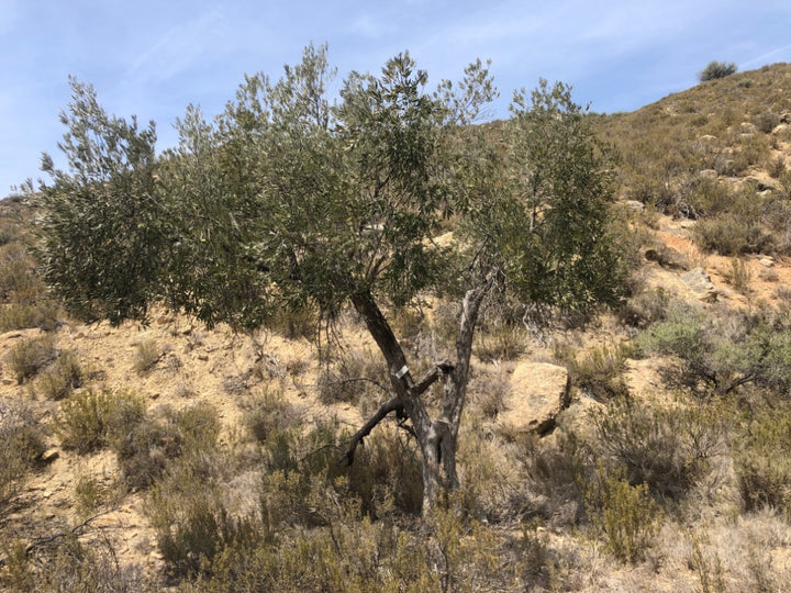 Adopt Your Tree in Olivar Cúrate