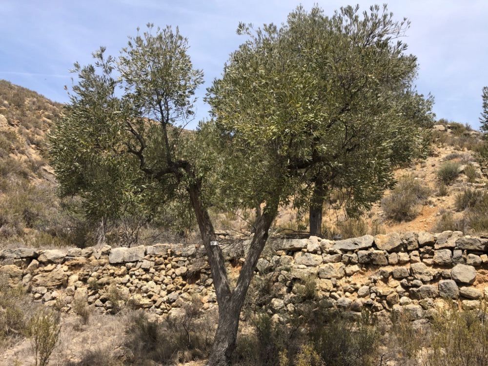 Adopt Your Tree in Olivar Cúrate