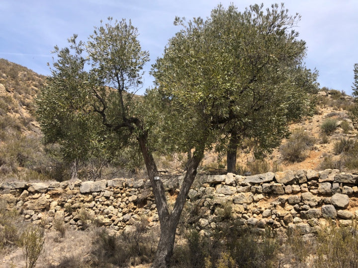 Adopt Your Tree in Olivar Cúrate