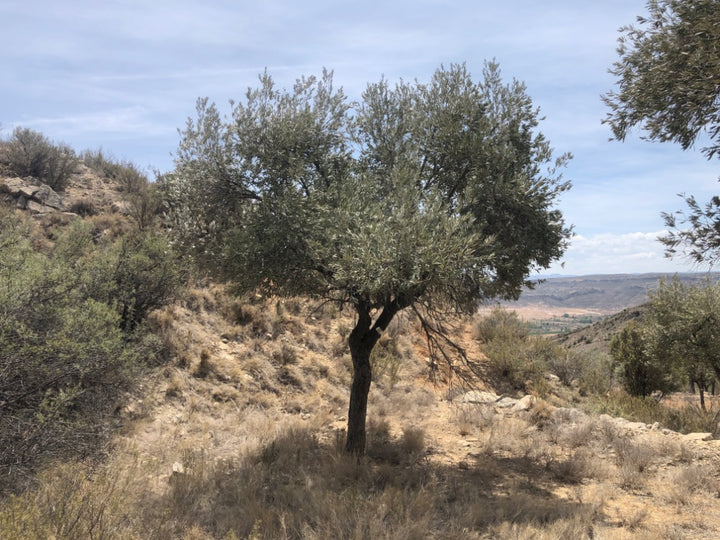 Adopt Your Tree in Olivar Cúrate