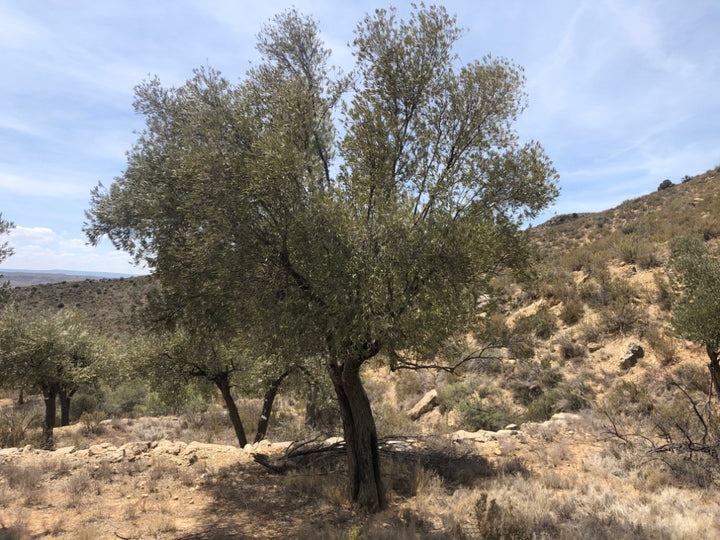 Adopt Your Tree in Olivar Cúrate