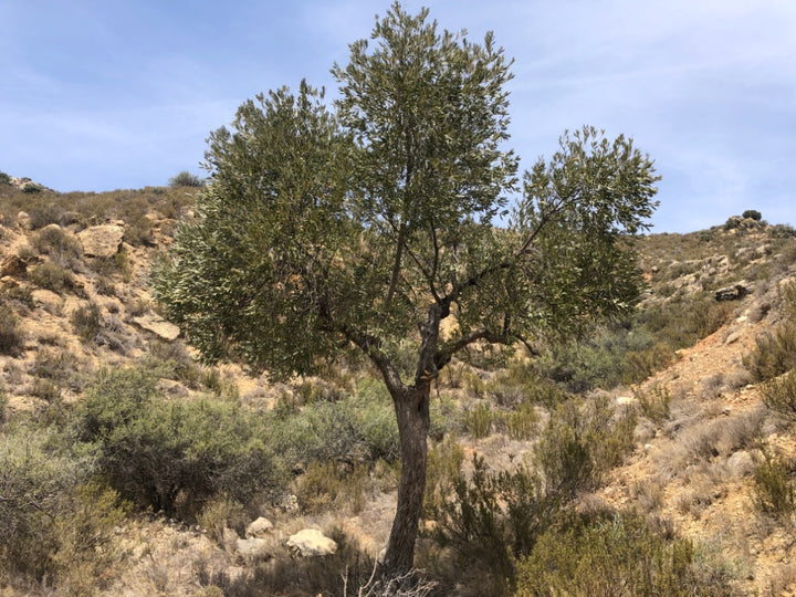 A tall, slender tree with dense green foliage stands on a rocky, scrub-covered hillside under a blue sky.