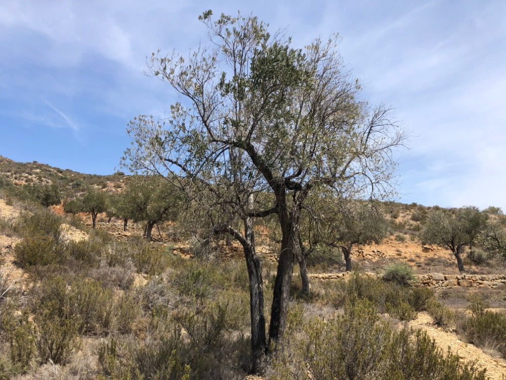 Adopt Your Tree in Olivar Cúrate