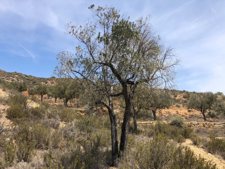 Adopt Your Tree in Olivar Cúrate