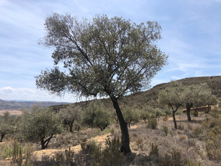 Adopt Your Tree in Olivar Cúrate