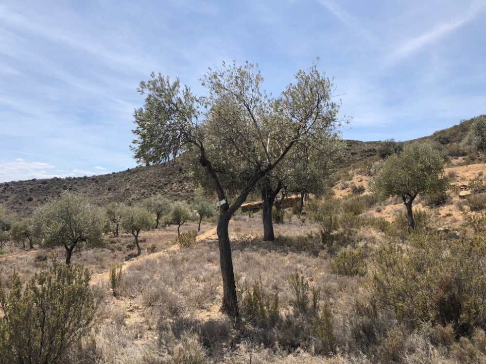 Adopt Your Tree in Olivar Cúrate