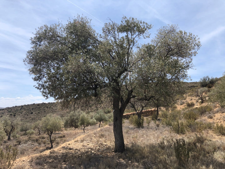 Adopt Your Tree in Olivar Cúrate