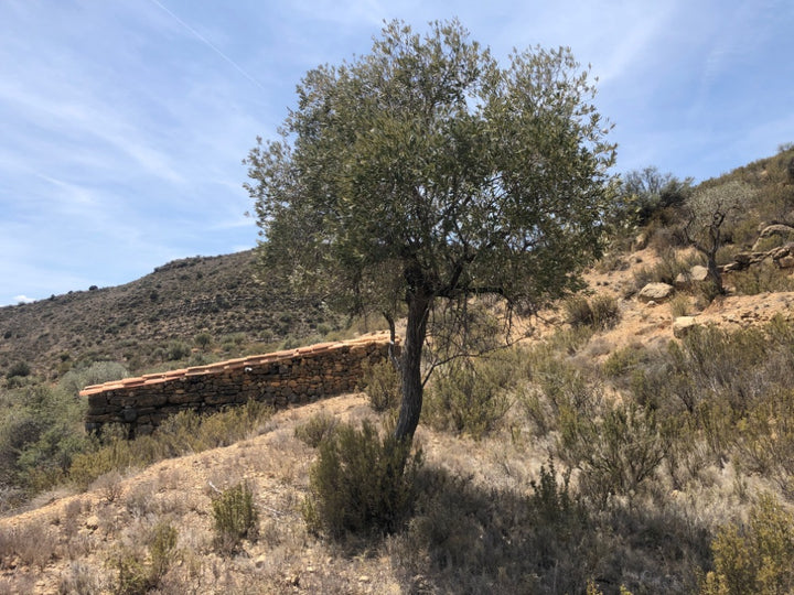 Adopt Your Tree in Olivar Cúrate