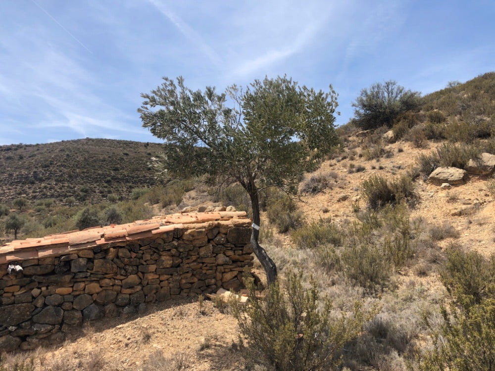 Adopt Your Tree in Olivar Cúrate