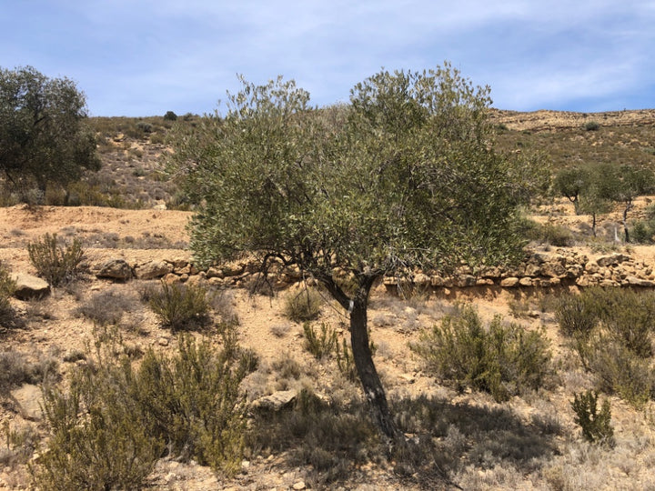 Adopt Your Tree in Olivar Cúrate