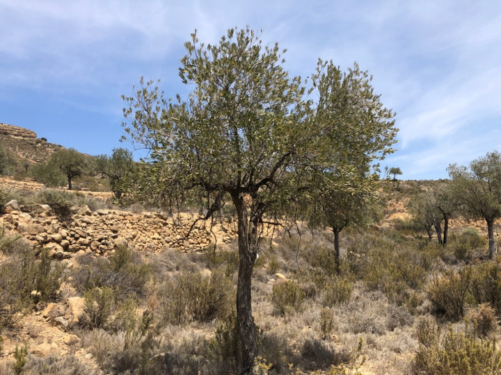 Adopt Your Tree in Olivar Cúrate