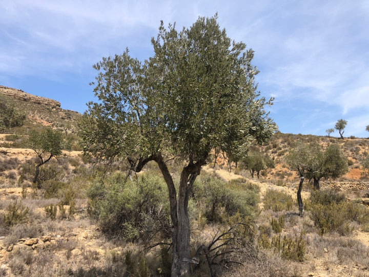 A natural landscape photograph of a green tree with a textured brown trunk standing in a dry, scrub-covered hillside landscape under a blue sky with light clouds.