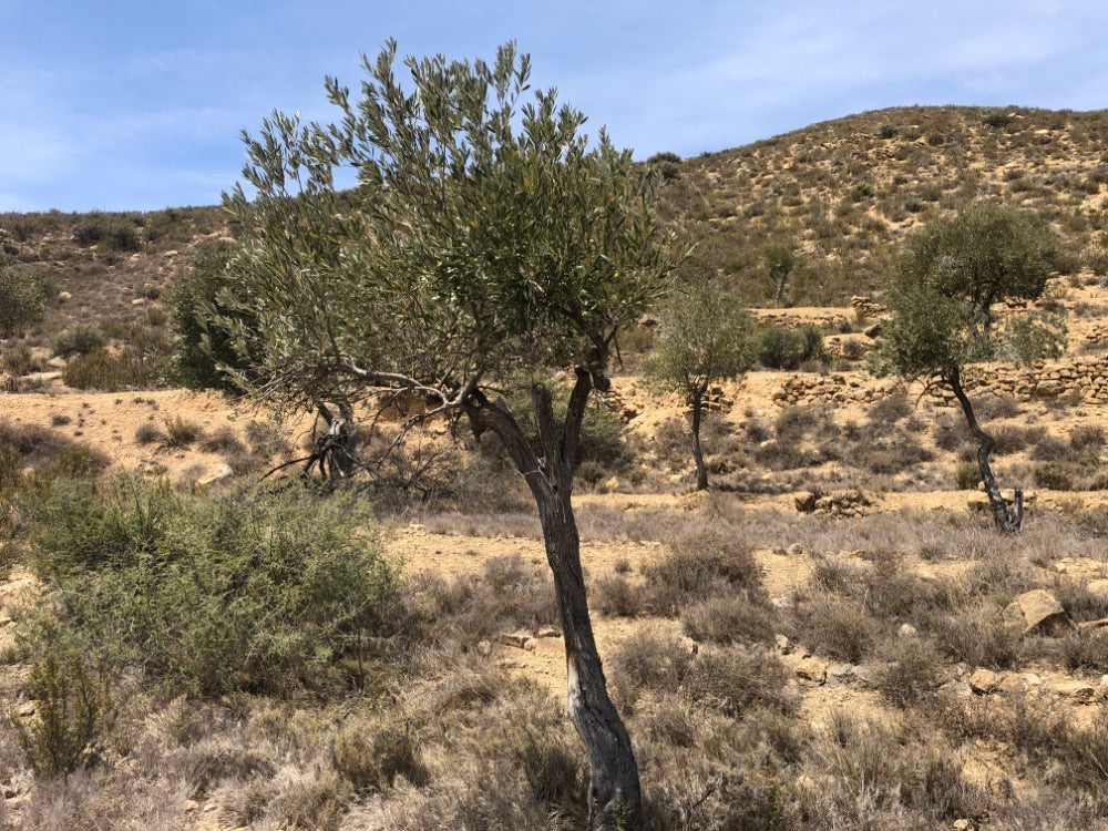 A natural landscape scene featuring a dry, rocky hillside with scattered olive trees under a blue sky.