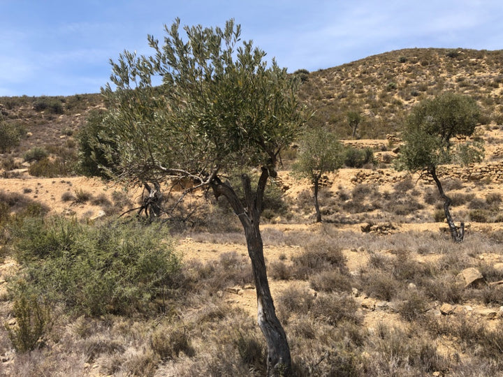 A natural landscape scene featuring a dry, rocky hillside with scattered olive trees under a blue sky.
