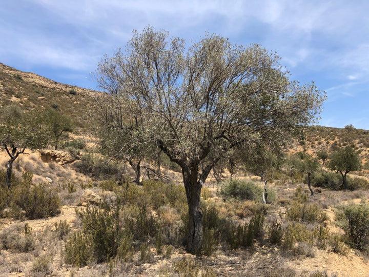 Adopt Your Tree in Olivar Cúrate