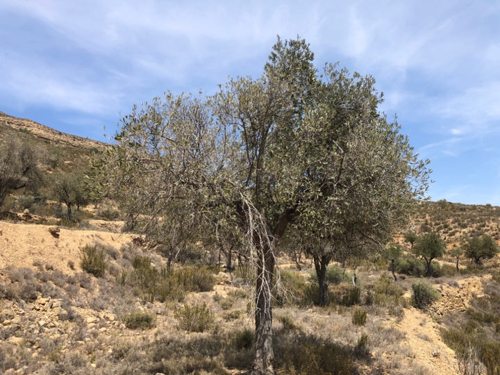 Adopt Your Tree in Olivar Cúrate