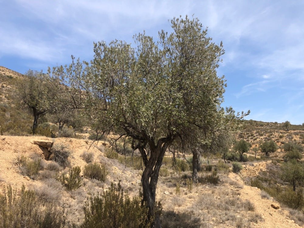 A natural landscape photo showing a dry, sandy hillside with several olive trees under a blue sky with light clouds.