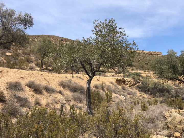 Adopt Your Tree in Olivar Cúrate