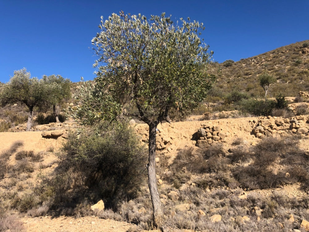 Adopt Your Tree in Olivar Cúrate