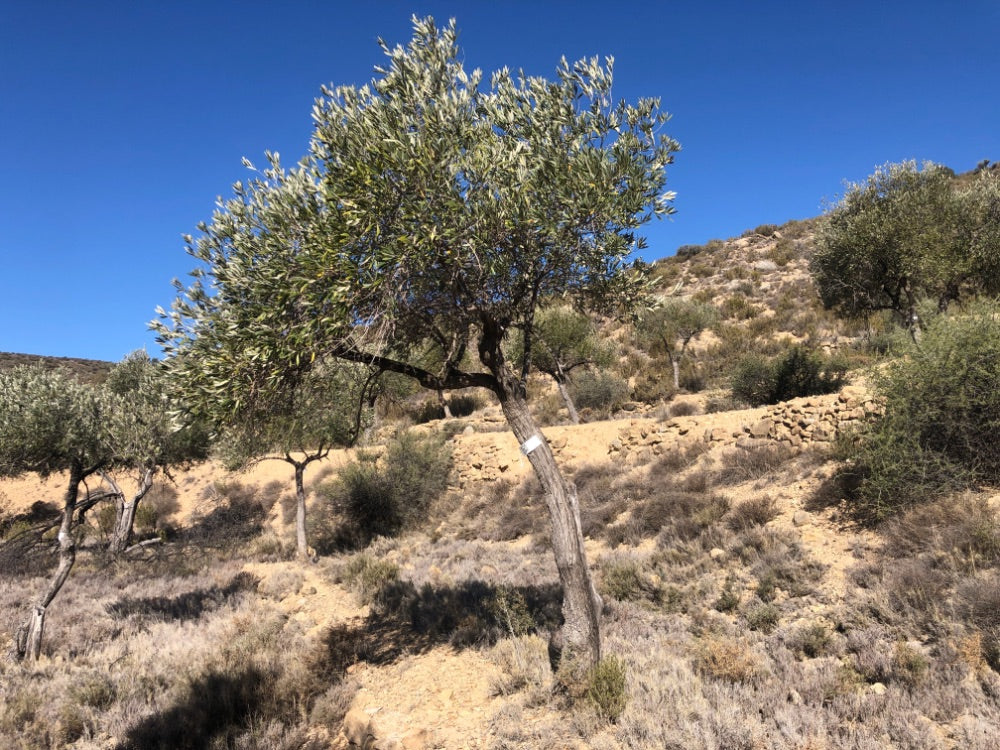 Adopt Your Tree in Olivar Cúrate