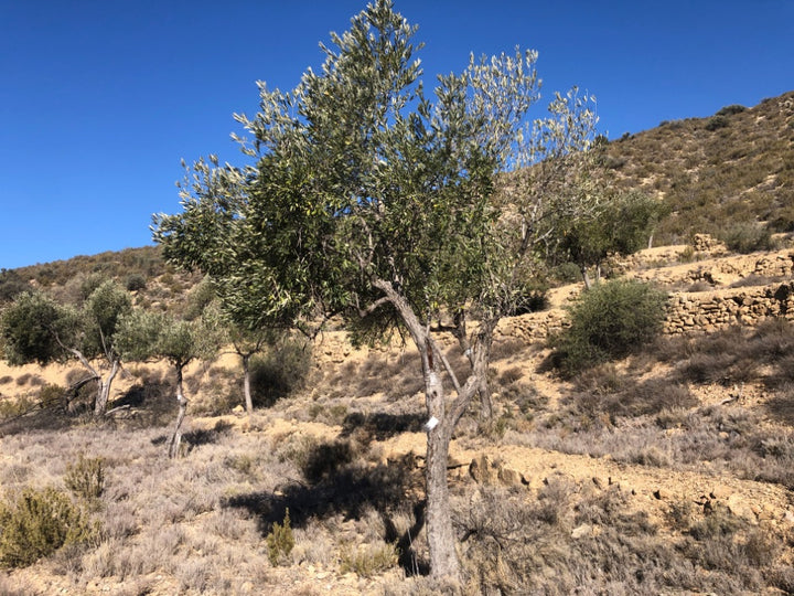 A natural landscape photo of a dry, rocky hillside with scattered olive trees under a clear blue sky.