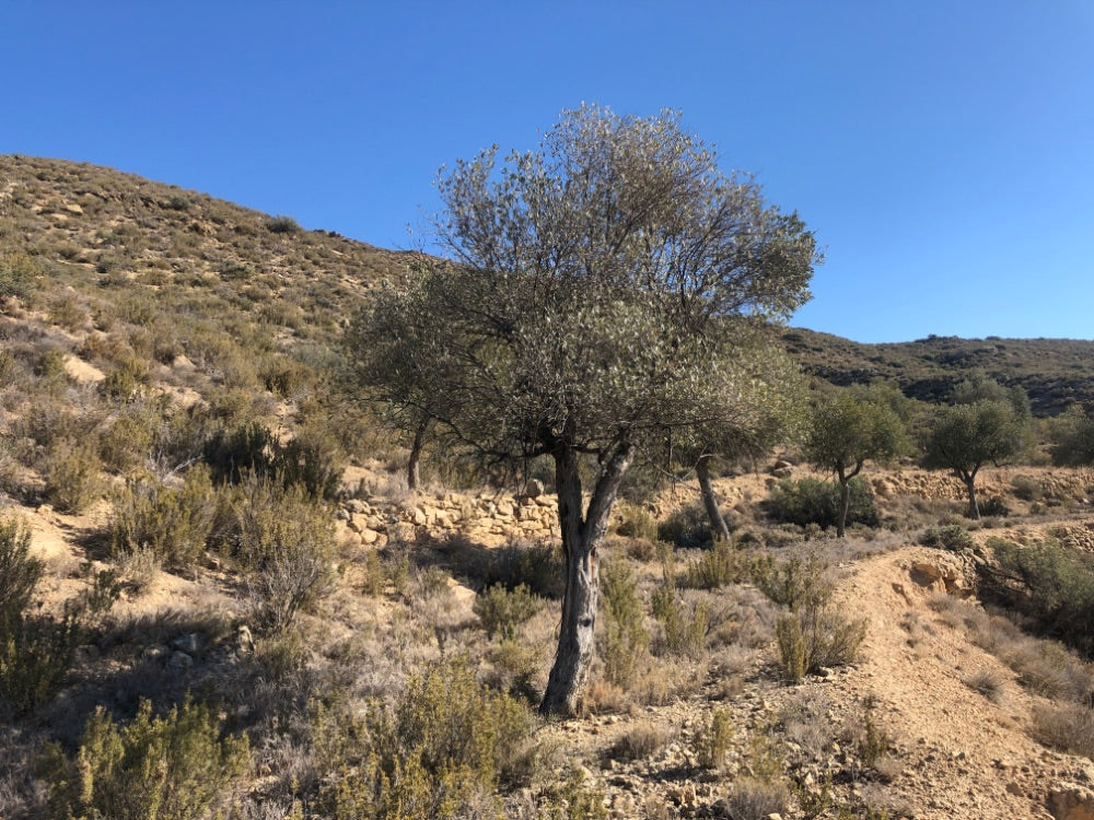 Adopt Your Tree in Olivar Cúrate