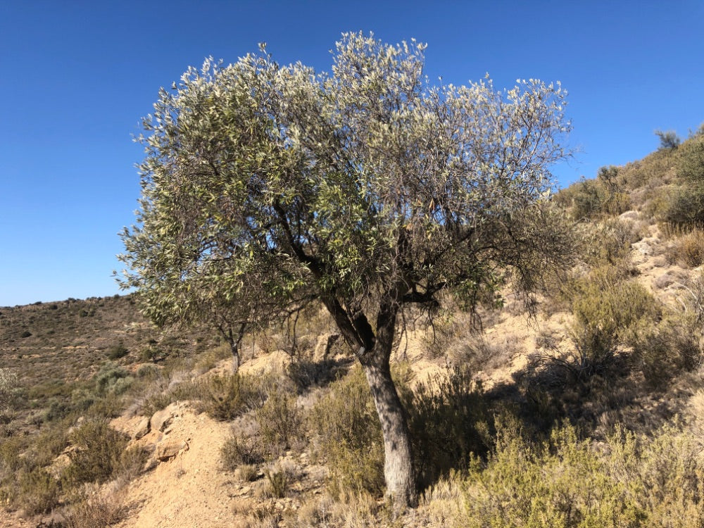 Adopt Your Tree in Olivar Cúrate