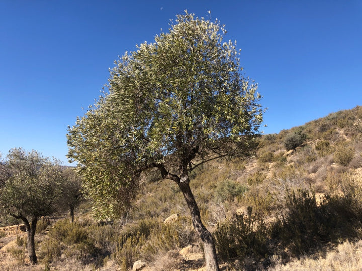 Adopt Your Tree in Olivar Cúrate
