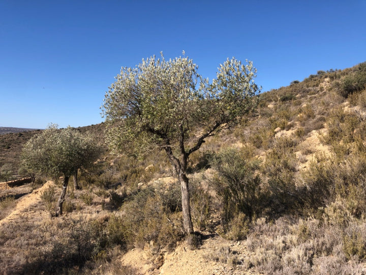 Adopt Your Tree in Olivar Cúrate