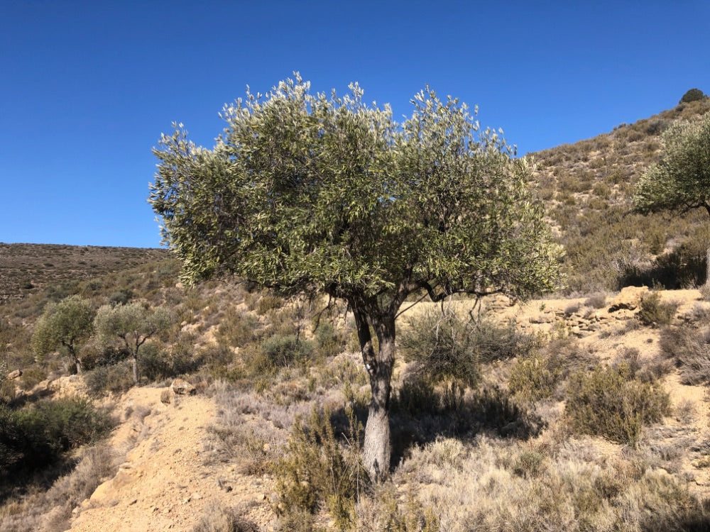 Adopt Your Tree in Olivar Cúrate