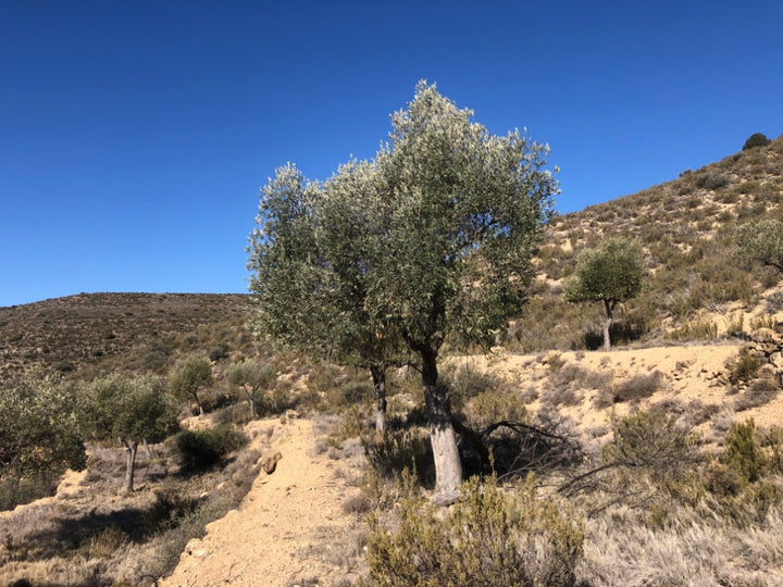 Adopt Your Tree in Olivar Cúrate