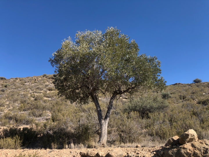 Adopt Your Tree in Olivar Cúrate