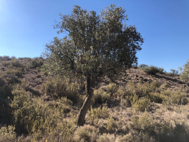 Adopt Your Tree in Olivar Cúrate