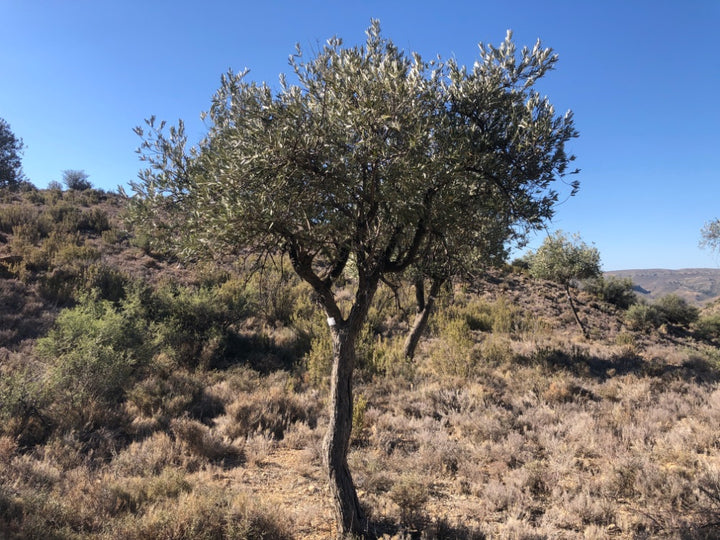 Adopt Your Tree in Olivar Cúrate