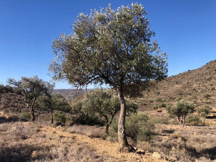 Adopt Your Tree in Olivar Cúrate