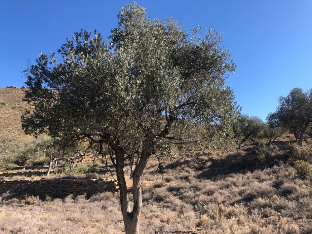 Adopt Your Tree in Olivar Cúrate